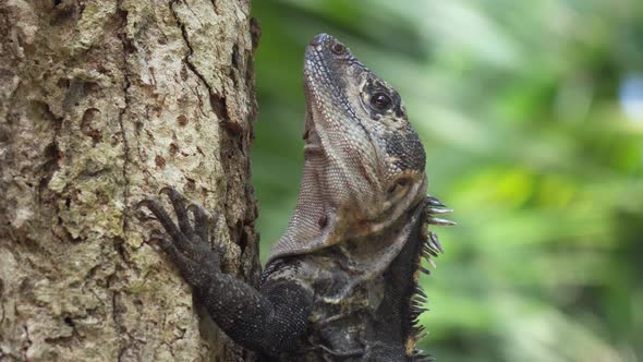 Close up on the head of a black iguana resting on the trunk of a tree in Punta Banco, Costa Rica. alt