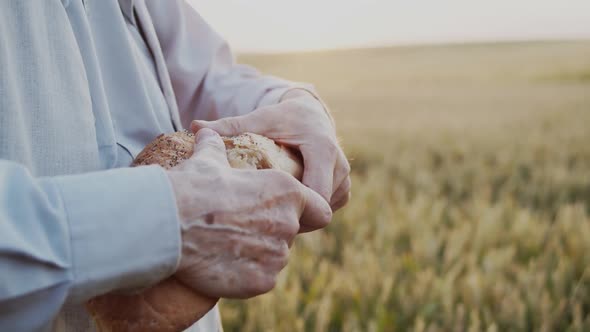 A Close View of Old Male Hands Breaks a Loaf of Bread to Eat in Wheat Field alt
