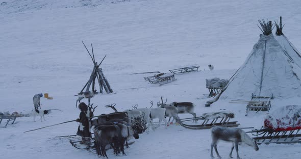 Man Holding Some Reindeers Preparing To Have a alt
