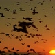 Sunset and Flock of Birds - VideoHive Item for Sale