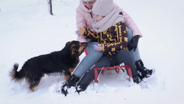 Dog Play with Family During Winter alt