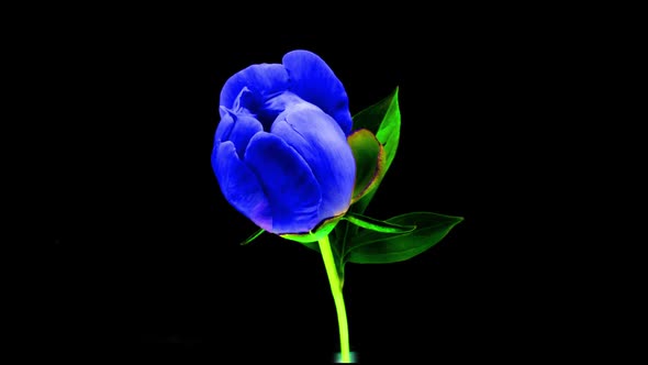 Timelapse of Spectacular Beautiful Blue Peony Flower Blooming on Black Background alt