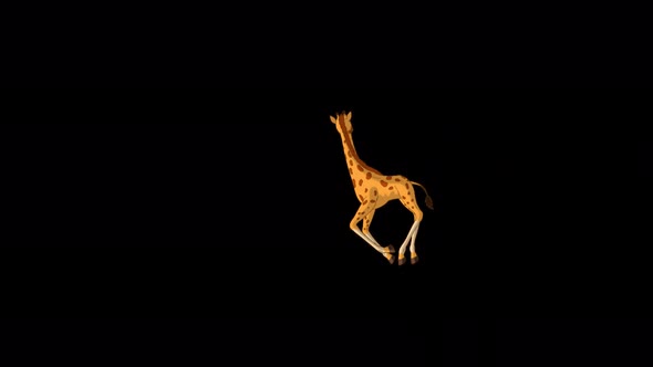 Little baby giraffe runs fast and looks around alpha matte extreme long shot 4K