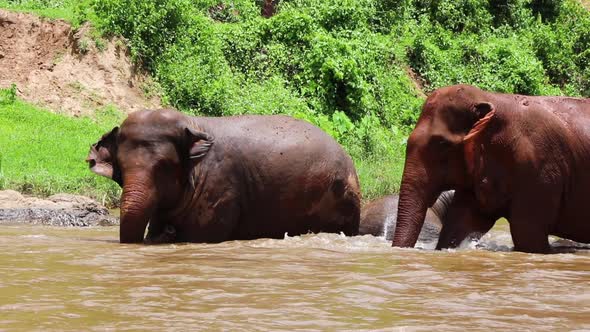 Elephant walking slowly toward the others in the muddy river in slow motion. alt