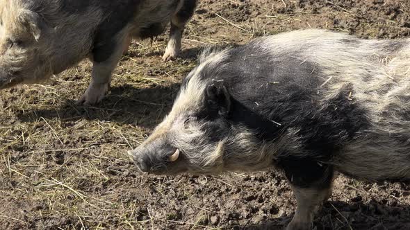Piglet (Sus scrofa domestica) at an organic farm