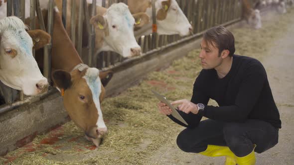 Farmer with tablet at modern dairy farm. alt