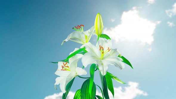 White lilies blossom, time-lapse alt