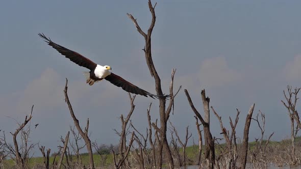 980305 African Fish-Eagle, haliaeetus vocifer, Adult in flight, Fish in Claws, Fishing at Baringo La alt