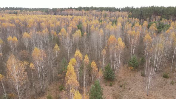 Beautiful Forest with Trees in an Autumn Day alt