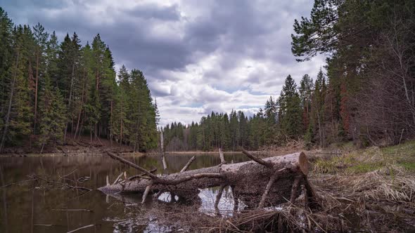 Beautiful Spring Landscape on a Wild Forest Lake Time Lapse Camera Movement Hyperlapse alt