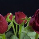 Red Roses with water drops. - VideoHive Item for Sale