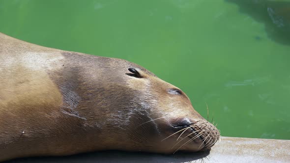 Close up of cute sea lioning on river shore during sunny summer day - Prores 4K alt