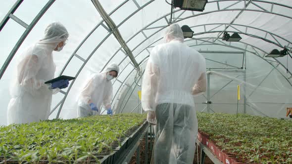 Farmers Checking Plants in Greenhouse