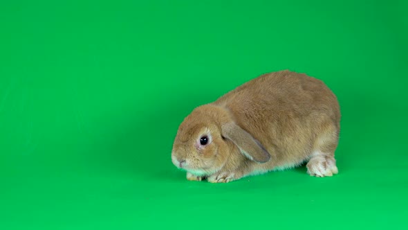 Holland Lop Domestic Rabbit on Green Background at Studio. alt