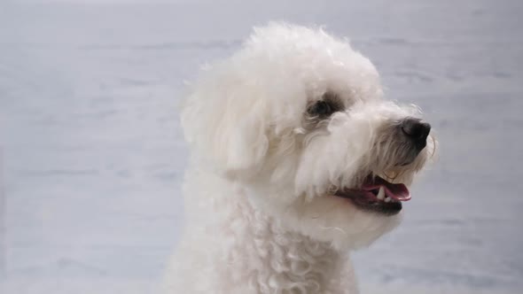 Portrait of a Dog Breed Bichon Frize alt