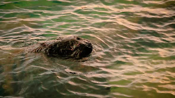 Chesapeake blue crab resting on a rock amidst the sea waves alt