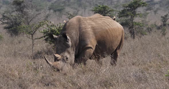 White Rhinoceros, ceratotherium simum, Female walking, Nairobi Park in Kenya, Real Time 4K alt