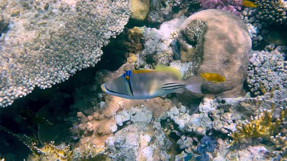Coral reef in the red sea underwater colorful tropical fish. POV snorkeling.