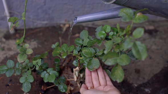 Watering the Plant alt