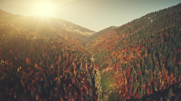 Colorful High Mountain Forest Slope Aerial View, Stock Footage | VideoHive