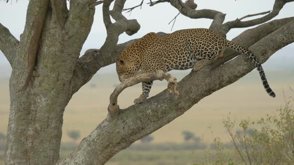 Leopard cleaning its paw in a tree alt