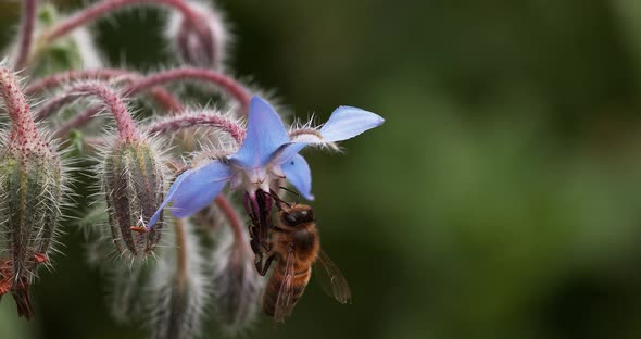 European Honey Bee, apis mellifera, Bee Booting a Borage Flower, Pollination Act, Normandy alt