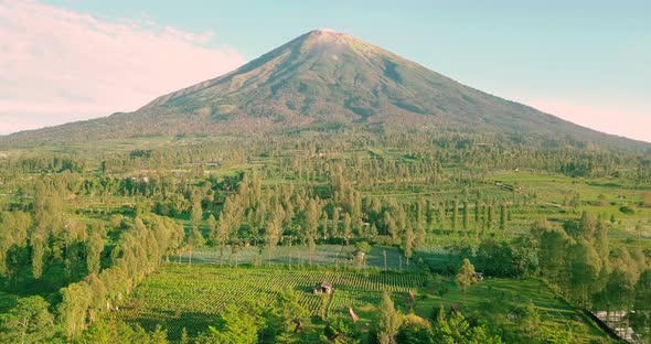 Mount Sindoro with rural view and lush trees in tobacco plantations with blue sky on the background alt