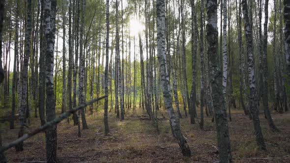 Walk in a Birch Grove in the Forest, First-Person View