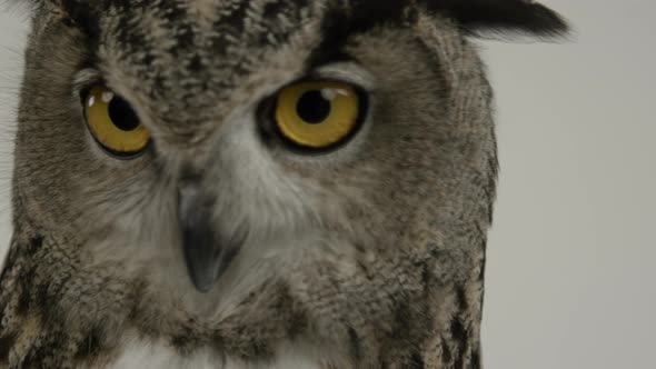Eagle owl scanning for prey - white background alt