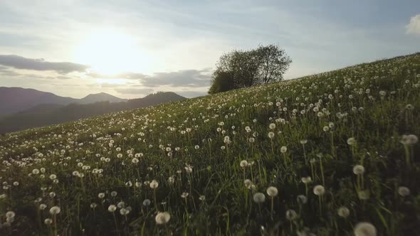 Sunset over Dandelion Flower Meadow alt