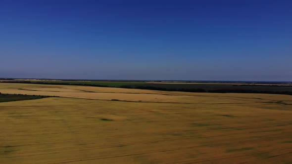 Drone view of the wheat fields. alt