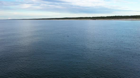AERIAL: Rotating Shot of Two Seagulls Resting on a Surface of Blue Baltic Sea Water alt