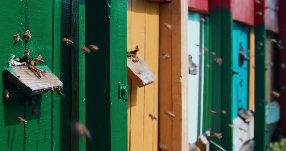 Colorful houses for domestic bees