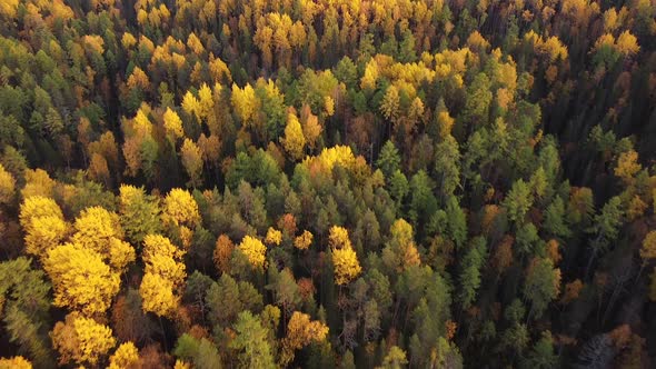 Top Down Drone Autumn Wood. Nature Background. Aerial Top View of Autumn Forest with Colorful Trees