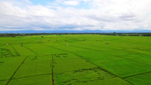 4K Aerial view of agriculture in rice fields for cultivation. alt