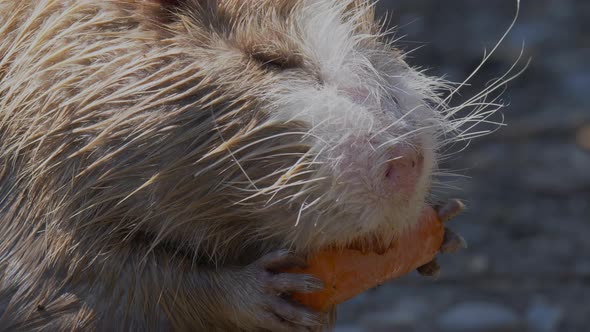 Macro view of wild Nutria Beaver holding and eating orange carrot during sunny day in wilderness. alt