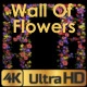 Wall Of Growing Flowers - VideoHive Item for Sale