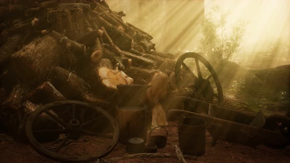 Preparation of Firewood for the Winter in Forest at Sunset alt