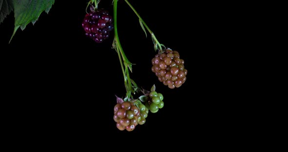 Blackberries Ripen on Black Background, Time Lapse alt