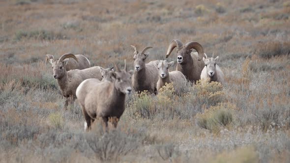 Big Horn Sheep Ram pushing herd through the brush in Wyoming alt