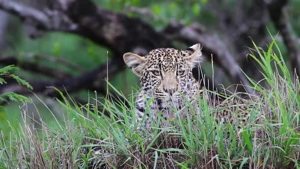 Leopard resting and then looking at the camera Sabi Sands Game Reserve in South Africa alt