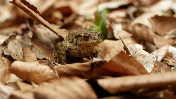 Close-up of a brown toad against a background of yellowing leaves
