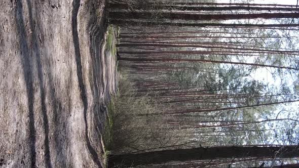 Vertical Video of a Road in the Forest Slow Motion alt