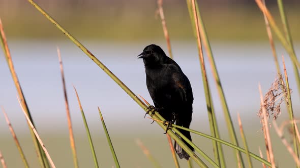 Red-winged Black Bird Calling in Spring