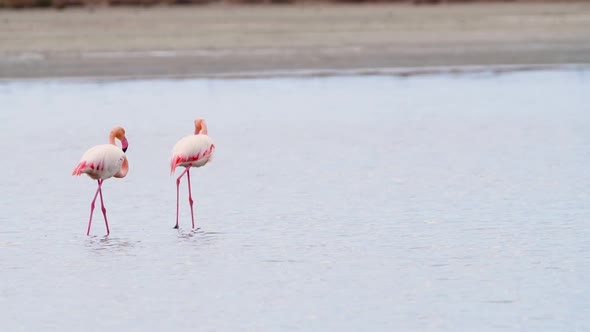 Flamingo Feeding in Shallow Water Phoenicopterus Ruber Feeds in Shallow Water Wild Greater Flamingo alt