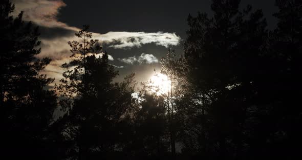 Silhouettes Of Trees In The Forest On A Background Of Dark Sky. The Moon Is Shining. Bright Night