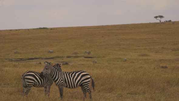 Plains zebras in the savanna alt