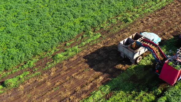 Carrot Harvest in Russia alt