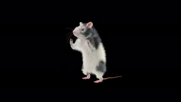 Rat Dancing 4K, Motion Graphics | VideoHive