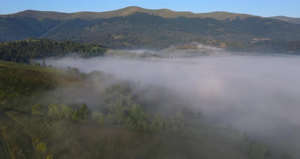 Carpathian Mountains, Densely Covered With Forests. Fog